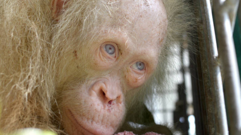 Rare albino orangutan rescued on Borneo island