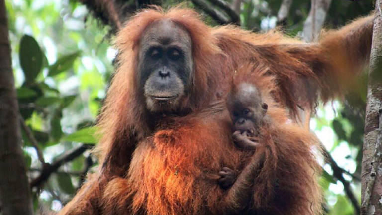 Newly discovered orangutan species is most endangered great ape