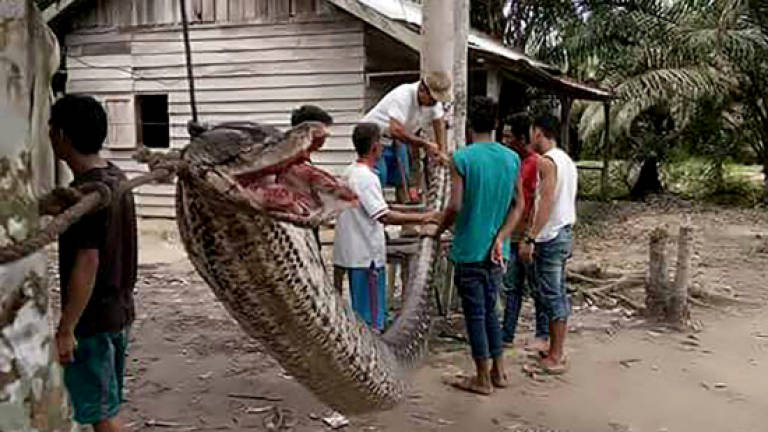 Giant python attacks Indonesian man before being eaten