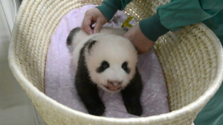(Video) Tokyo zoo releases video of 'fluffy' baby panda