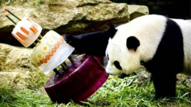 Icy treat for panda stars' birthday in Dutch zoo