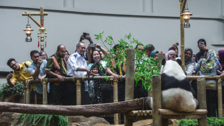 Malaysia to pay China US$600,000 for each panda cub born here