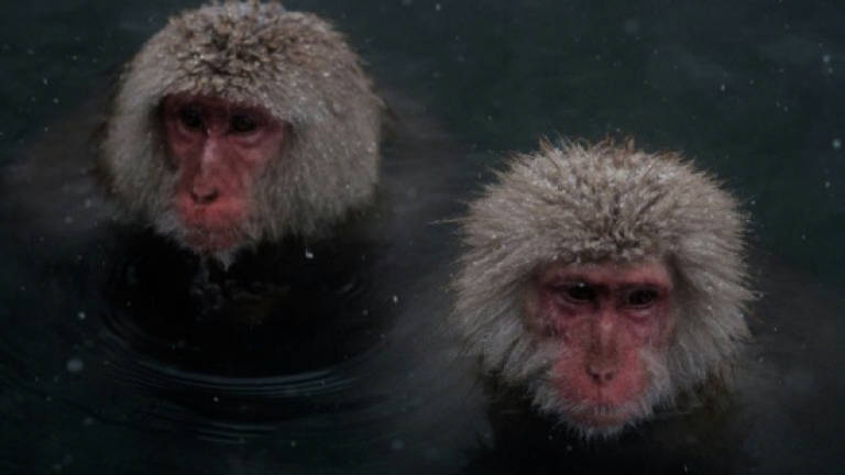 Even monkeys need a spa day, Japan study finds