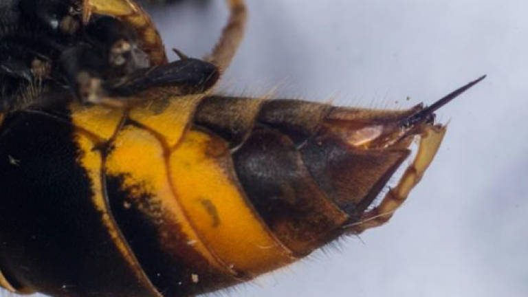Japanese woman dies after 150 giant hornet stings