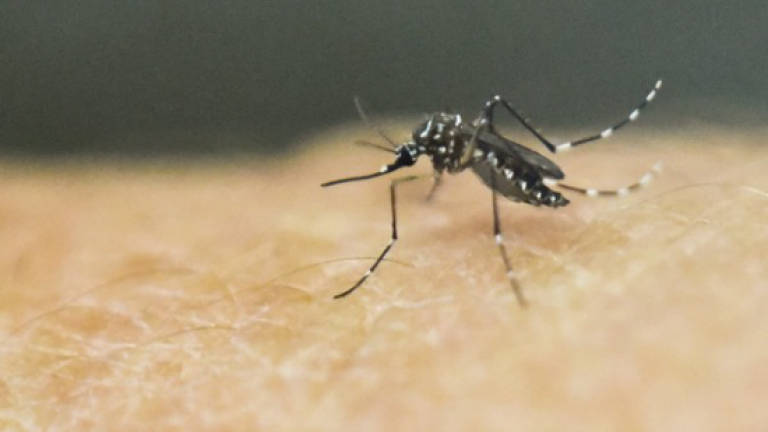 Mosquitoes: can't live with 'em, can't live without 'em