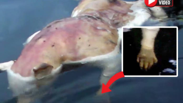 Mutant creature with head of pig and human hands? (Video)