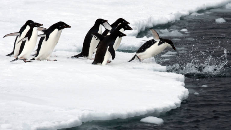 More Antarctic protections urged on World Penguin Day
