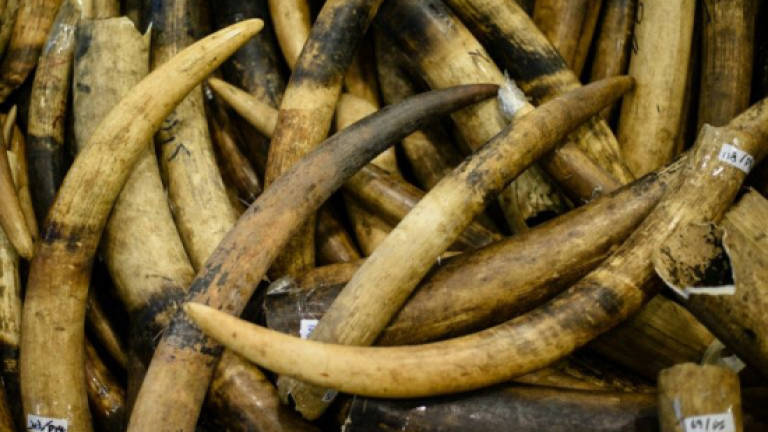 Hong Kong bans ivory sales in landmark vote