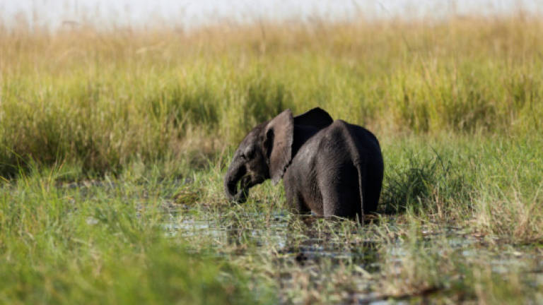 Nine stray elephants electrocuted in Botswana
