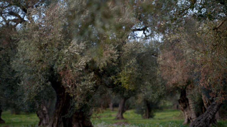 Growers despair as disease ravages timeless olive groves of southern Italy