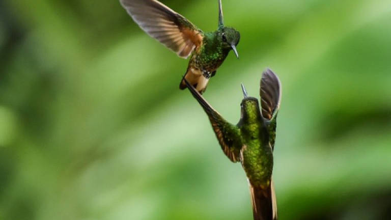 In Colombia, birders find their version of Eden