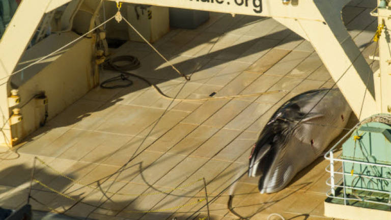 Pro-hunting nations block whale sanctuary bid