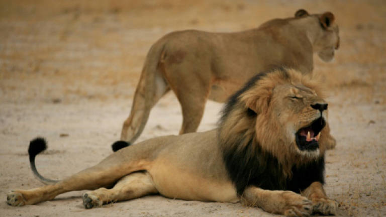 Researchers mourn killing of Cecil the lion's cub