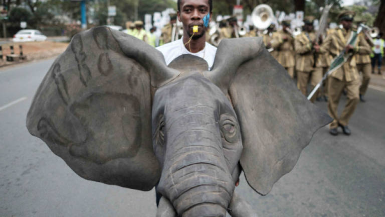 Elephant poaching in Africa falls but ivory seizures up: study