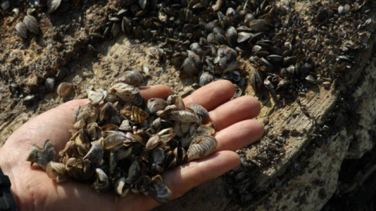 Manitoba stops zebra mussel invasion with fertilizer