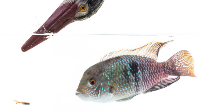 Personality study finds fish have hidden depths