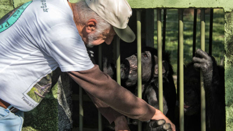 Love beckons for recovering chimp in Brazil refuge
