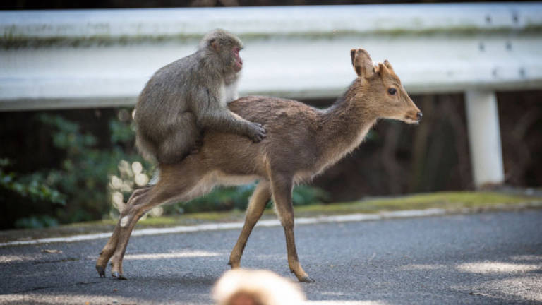 Oh deer: Monkey caught in flagrante delict-doe