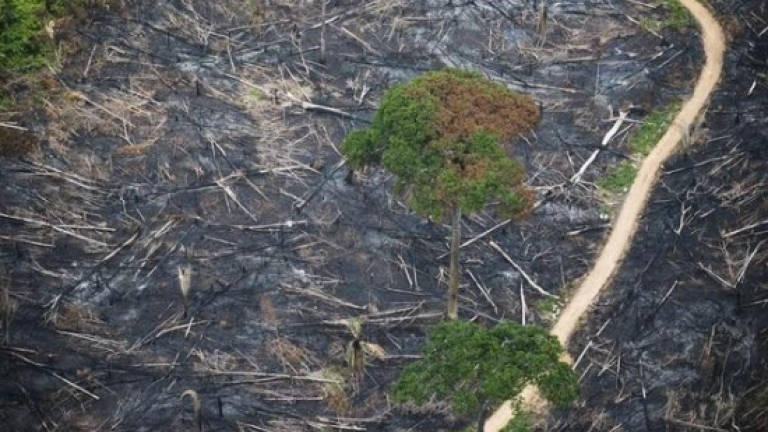 US, EU hardwood imports fuel Amazon destruction: Greenpeace
