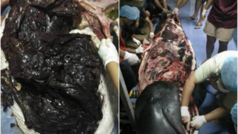 Whale dies in Thailand after swallowing 80 plastic bags