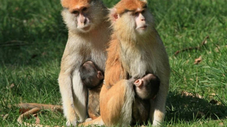 Monkeys killed in UK safari park blaze