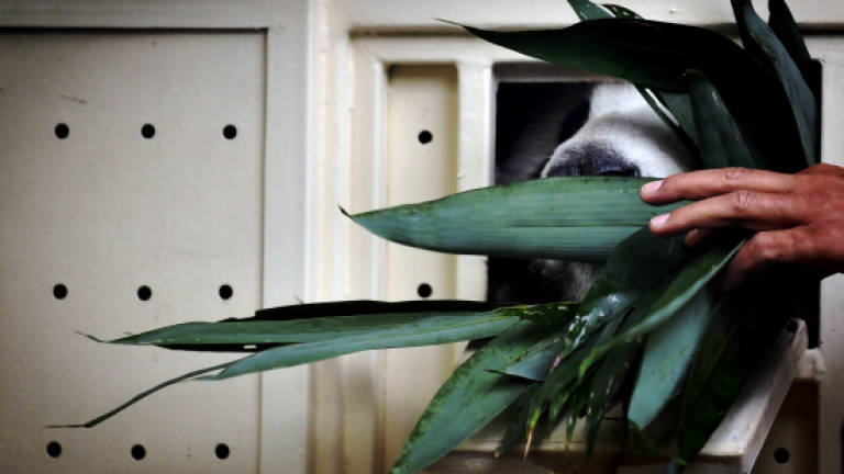 Malaysian born panda Nuan Nuan returns to China