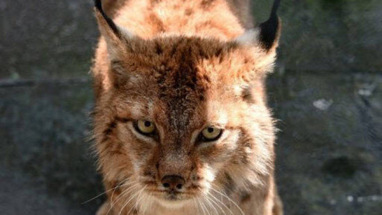 Folkloric and a national symbol: saving the Balkan Lynx