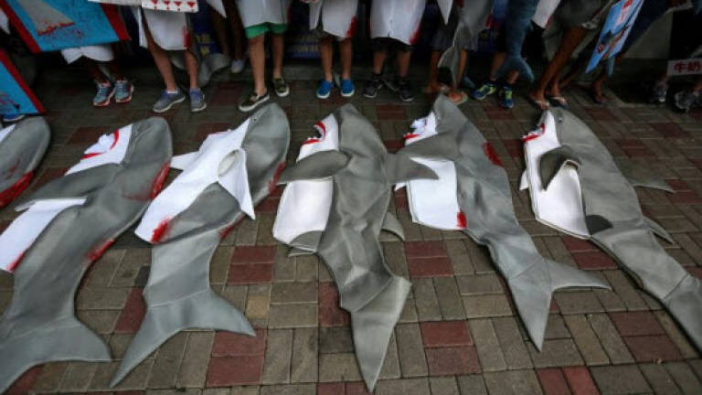 Shark fins found in Singapore Airlines shipment to Hong Kong