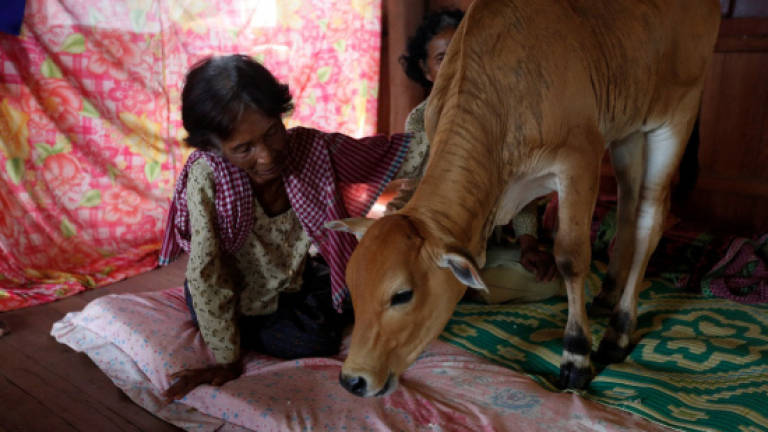 Cambodia widow sees dead husband in five-month-old calf