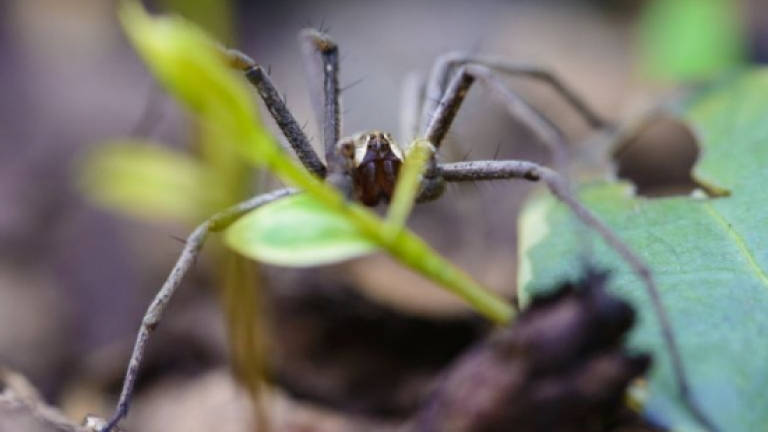 Spin doctors: Spiders enrolled in pain relief