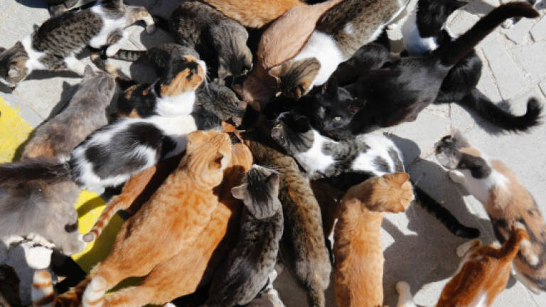 Cyprus volunteers struggle to feed soaring cat population