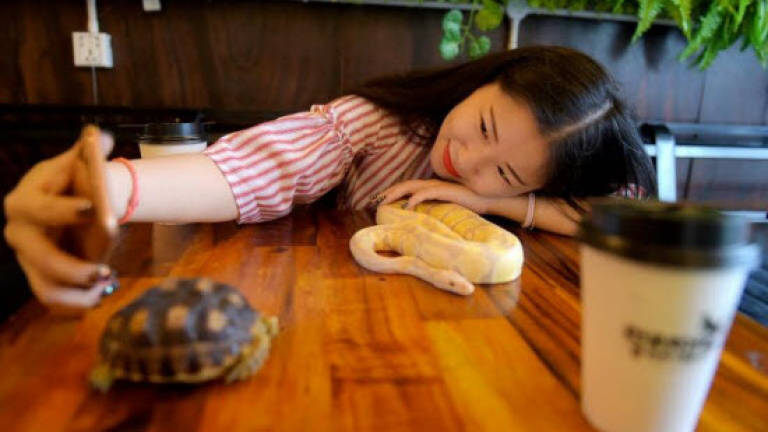 Cambodian reptile cafe slithers into people's hearts