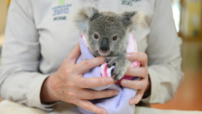 Orphaned baby Koala finds fluffy toy friend