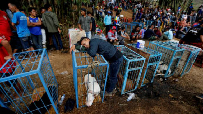Bloody spectacle: Indonesian villages pit wild boars against dogs
