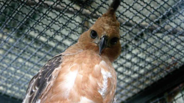 Illegal bird trade threatens Indonesian species