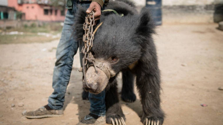 Nepal's last known dancing bears rescued