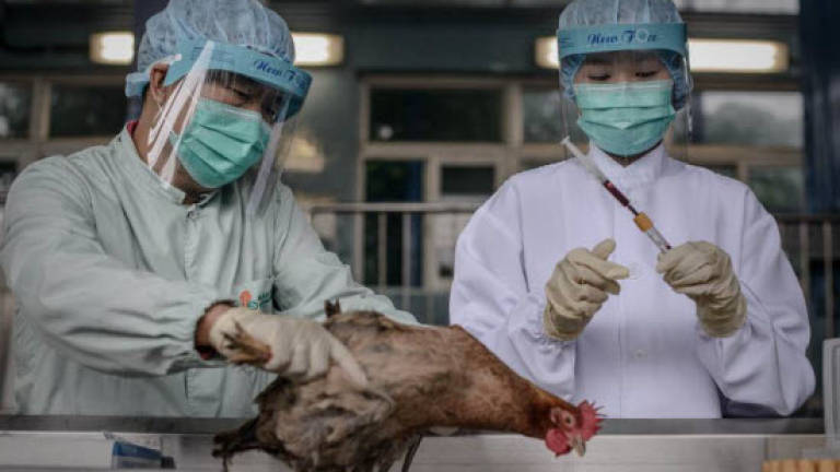 Two die of H7N9 bird flu in China's Fujian