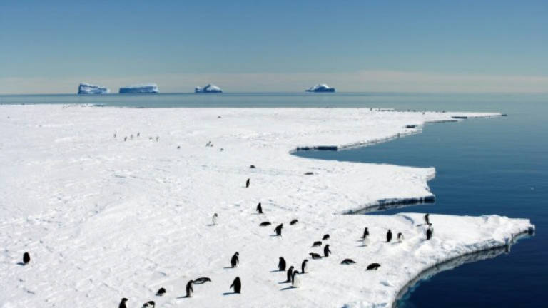 Drive for giant new marine sanctuary in Antarctica