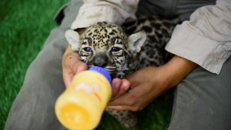 Newborn jaguar cubs draw fans at Mexico wildlife park