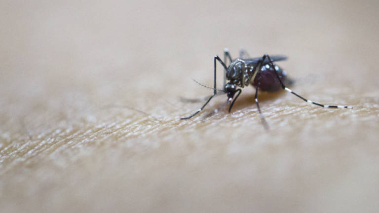 Surge in dengue cases in Labuan