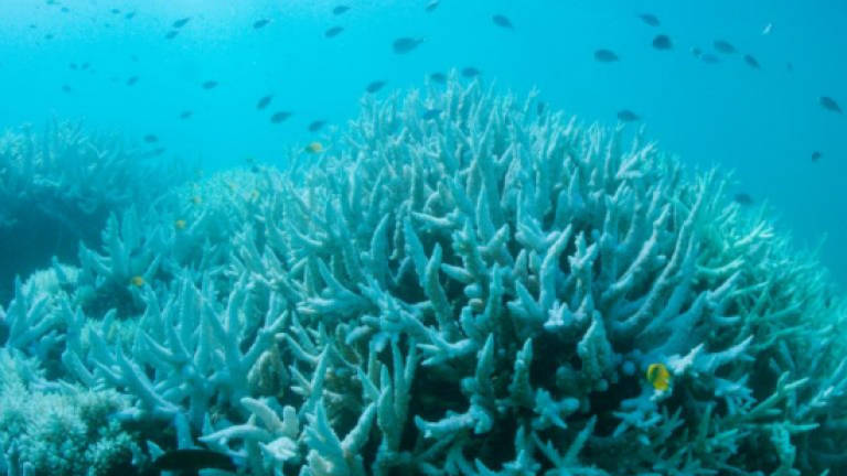 Global coral bleaching may be ending, US agency says