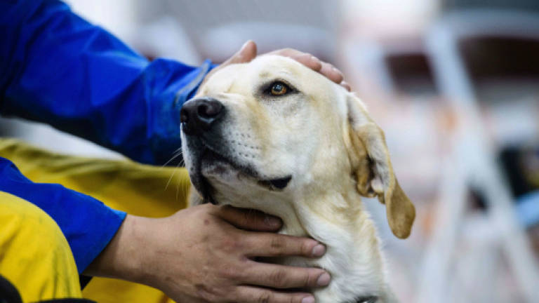 Hero labrador sniffs out survivor in Taiwan quake wreckage