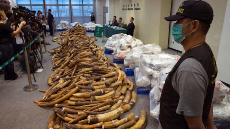 Hong Kong seizes US$9m worth of ivory in Malaysia shipment