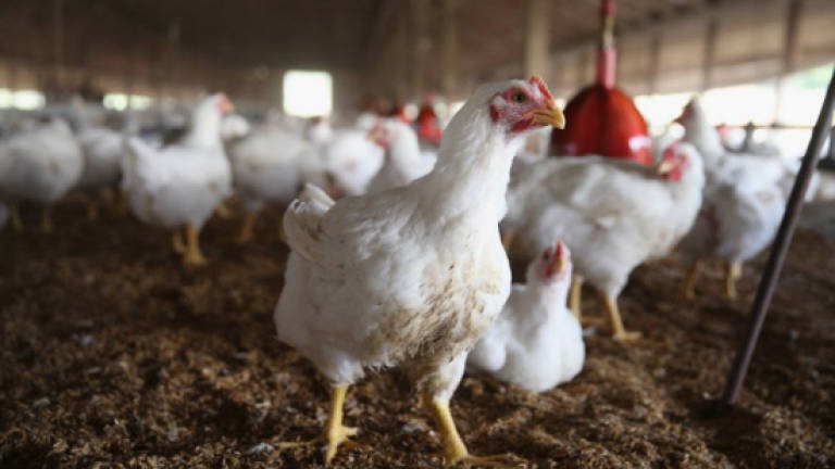 H5N1: Kelantan veterinary dept destroys 1,800 poultry and 1,075 eggs