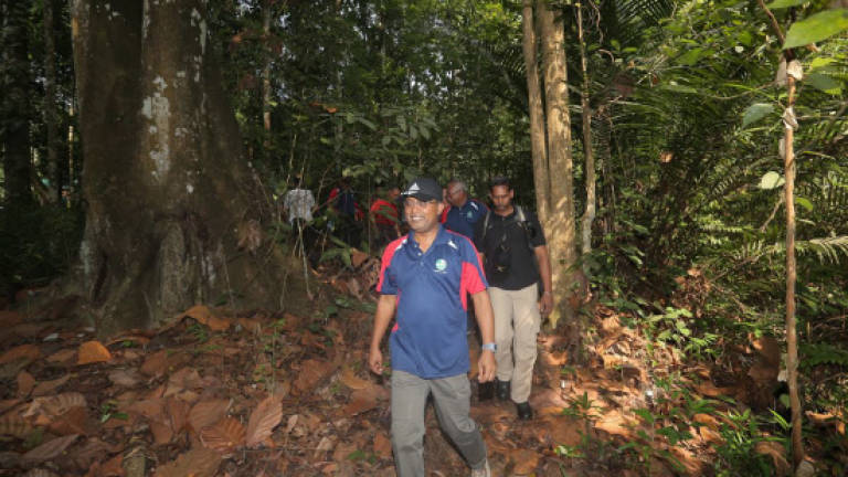 Perak state forestry to plant five million trees in next two years: Zambry