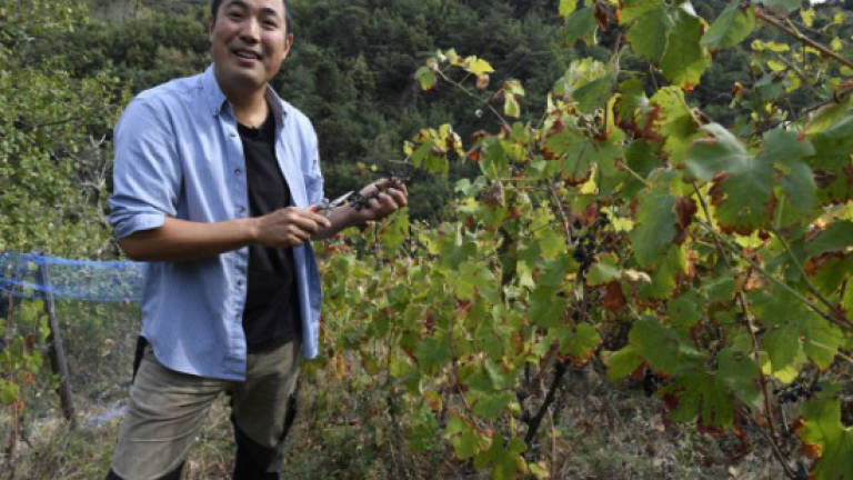 'Extreme' Japanese winemaker is a natural
