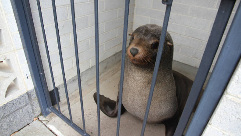Australian woman finds napping seal in cemetery toilet