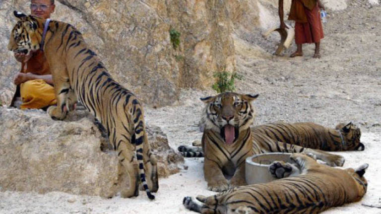 Thailand's Tiger Temple ordered to give up tigers