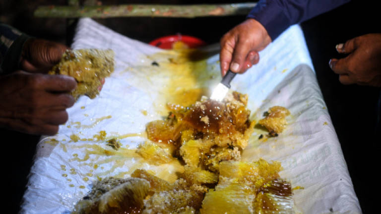 Local honey hunters defy angry bees to harvest treetop treasure