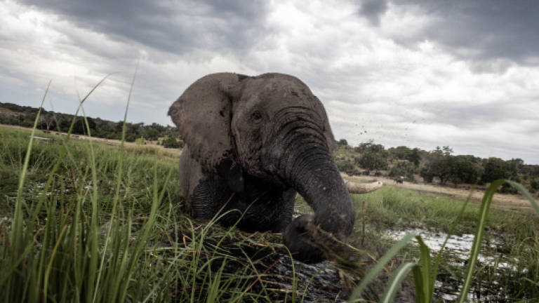 Botswana's marauding elephants trigger hunting ban debate
